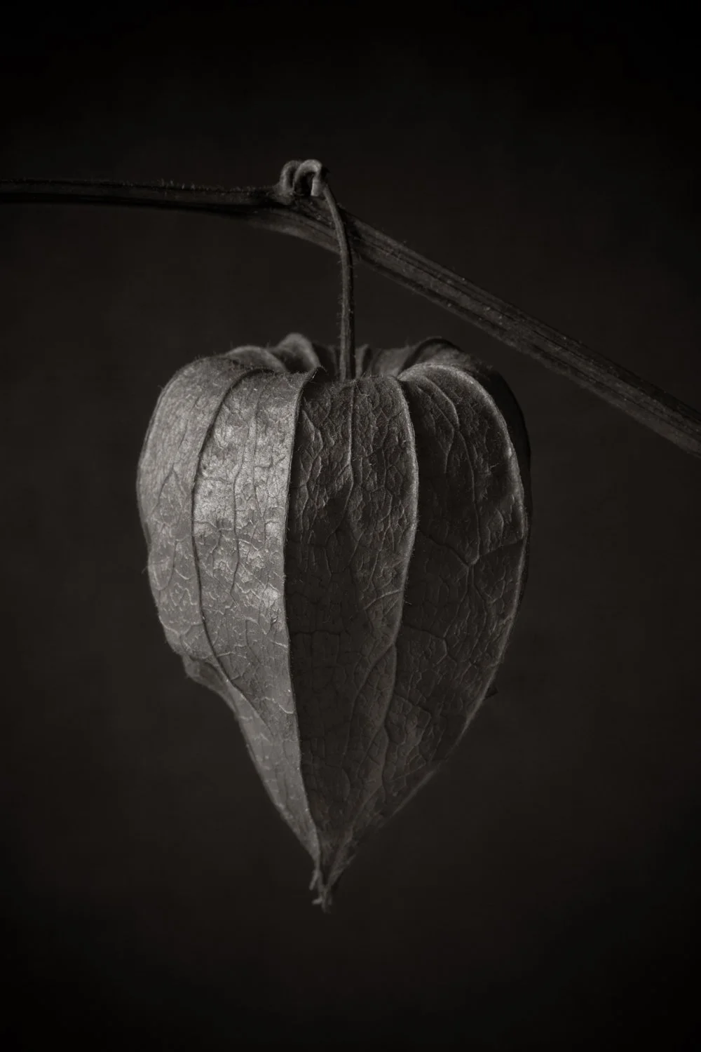 Dried plant flowers and pod with seeds hanging from stem, beautiful studio macro photography of natural wonders 