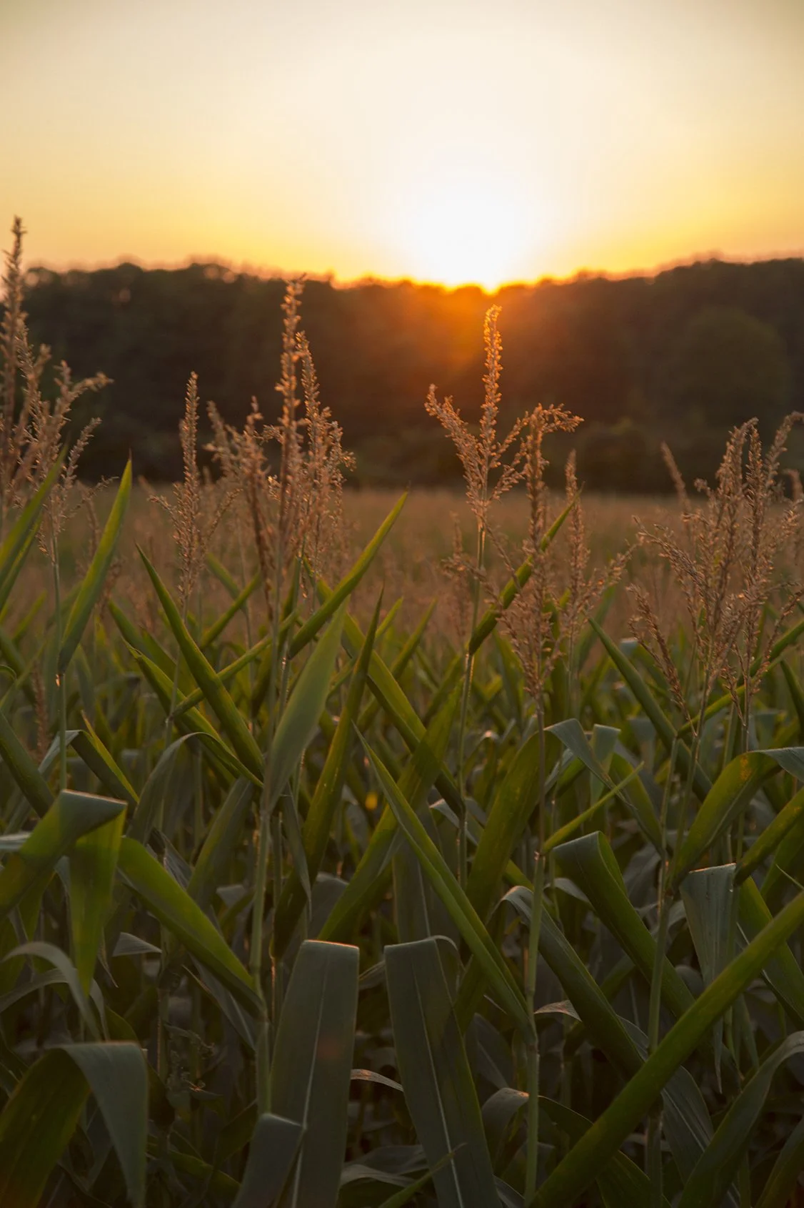 Setting sun over a field of corn on a farm