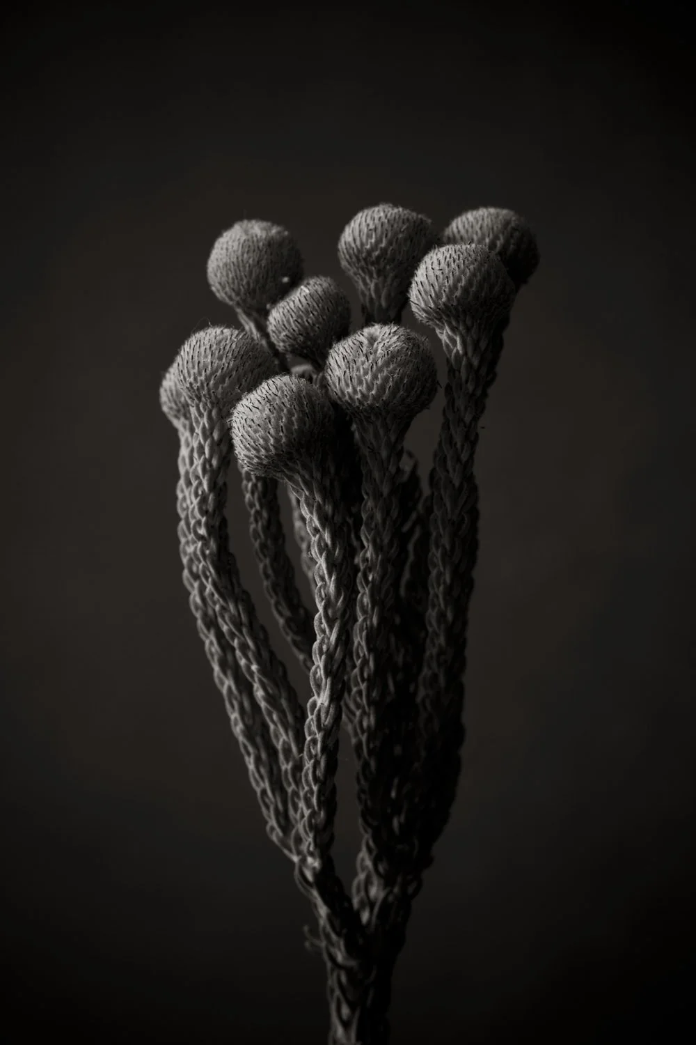 Black and white macro photo of tiny plants on dark background with moody lighting, by Lionel May