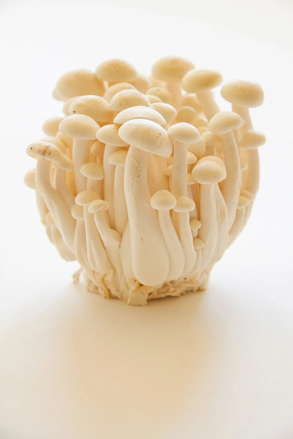 Close-up of a cluster of white shimeji mushrooms on a white background.