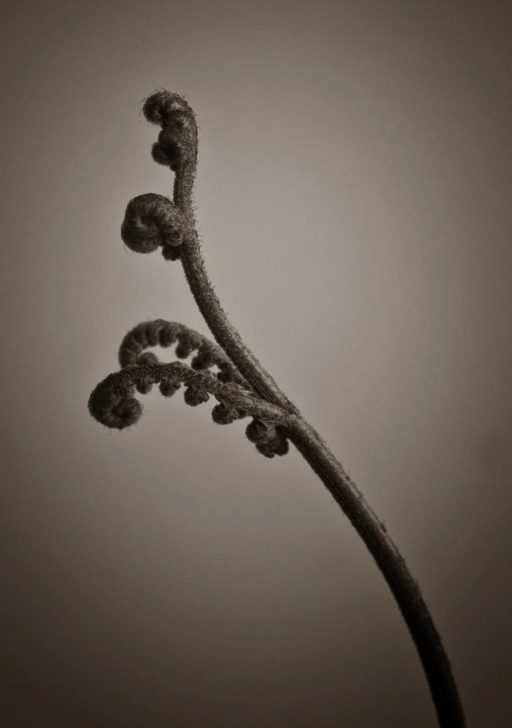 Curved and elegant fern stem macro photography highlighting the natural architecture of the leaf and stem