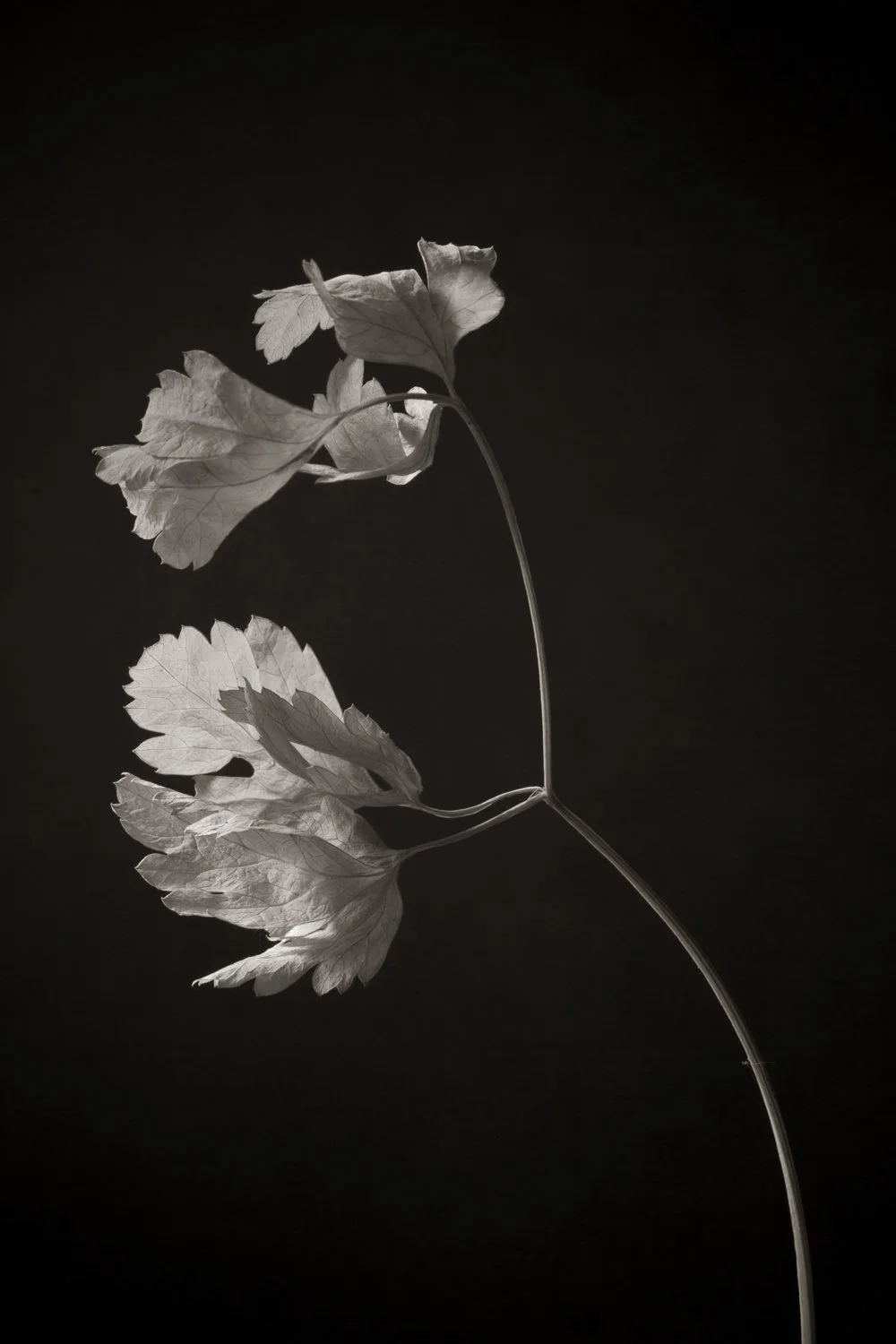 Dried leaves, white against black background, macro shot showing leaf detail