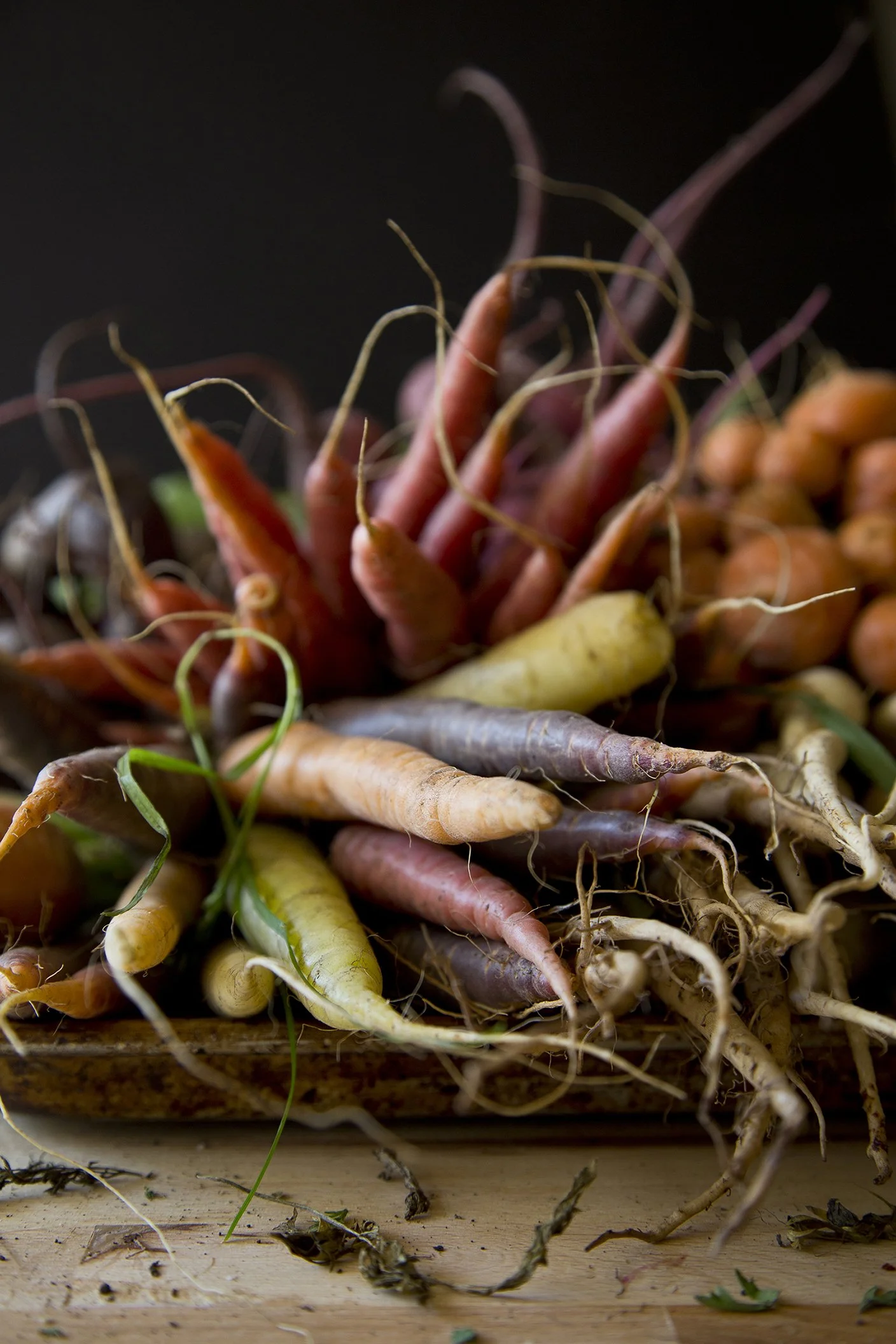 
Close-up of freshly pulled heirloom carrots in red, purple, yellow, and orange, roots and dirt still attached, against a dark background.
