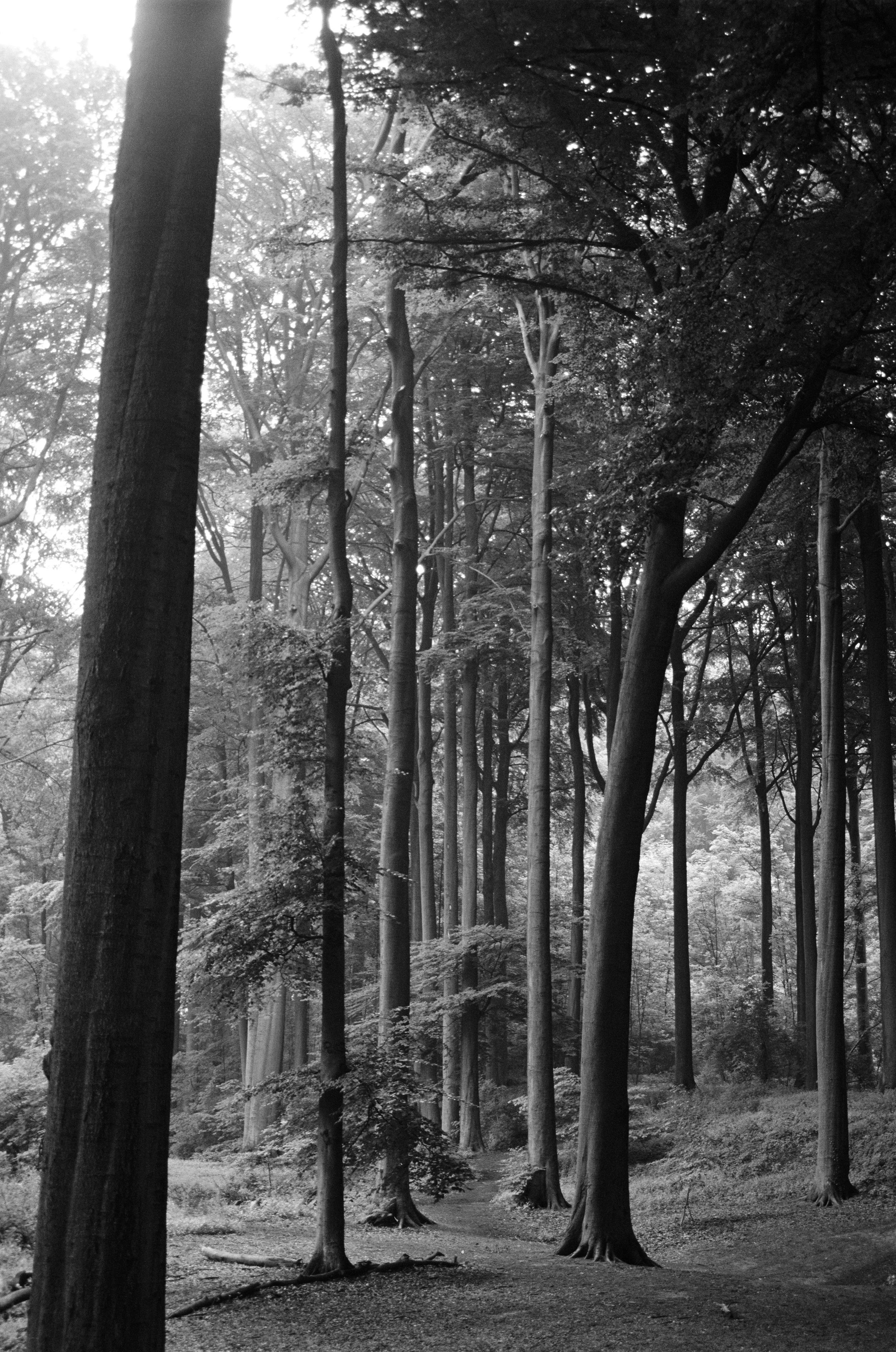 A forest in Brussels, black and white photo with tall trees and sunlight pouring in through the tree tops. 