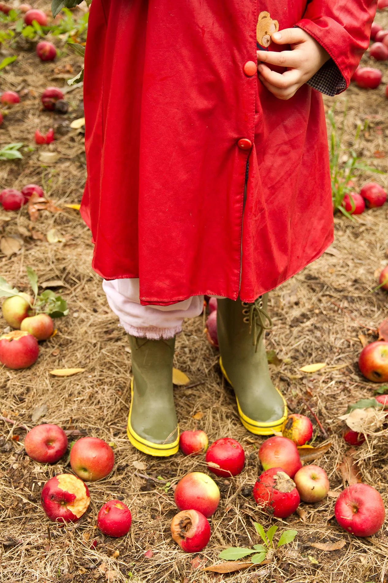 Fallen apples scattered thick across the orchard floor under a tree in golden autumn light.