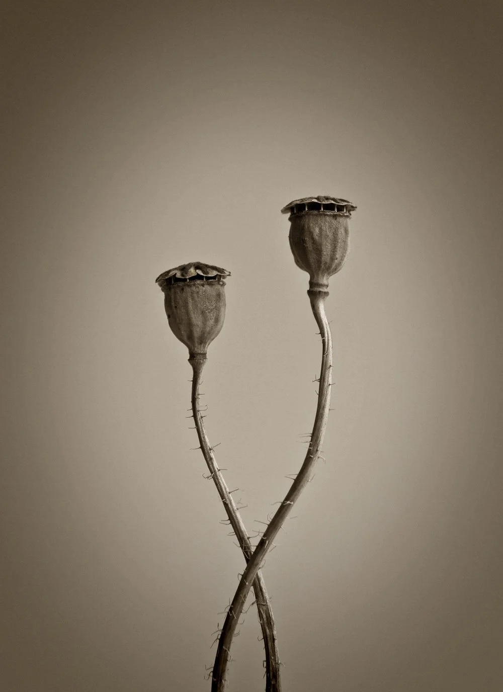 Two curved stems with plant pods intertwined in a black and white macro shot by Lionel May