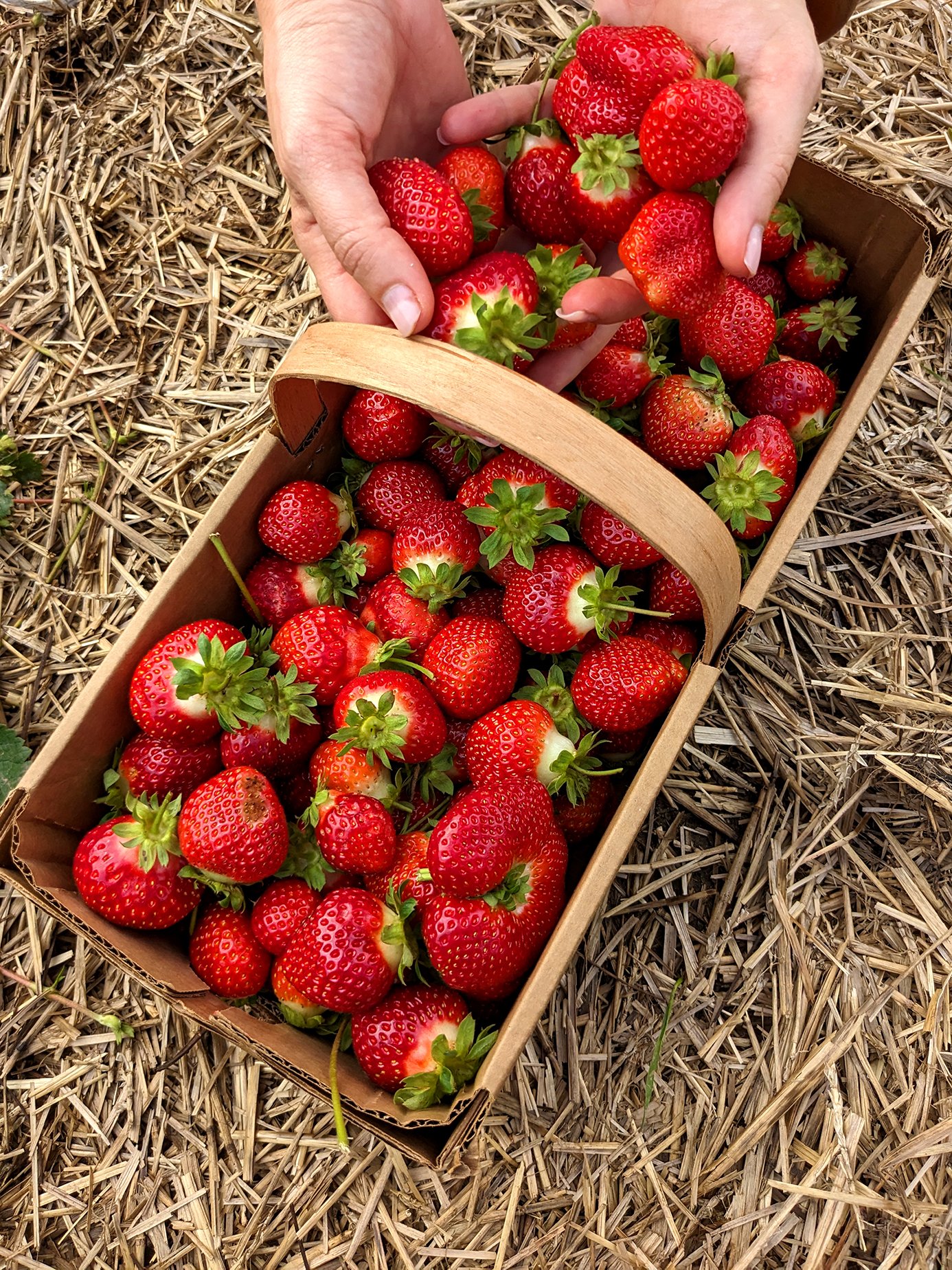 Basket of freshly picked strawberries on ground covered with hay.