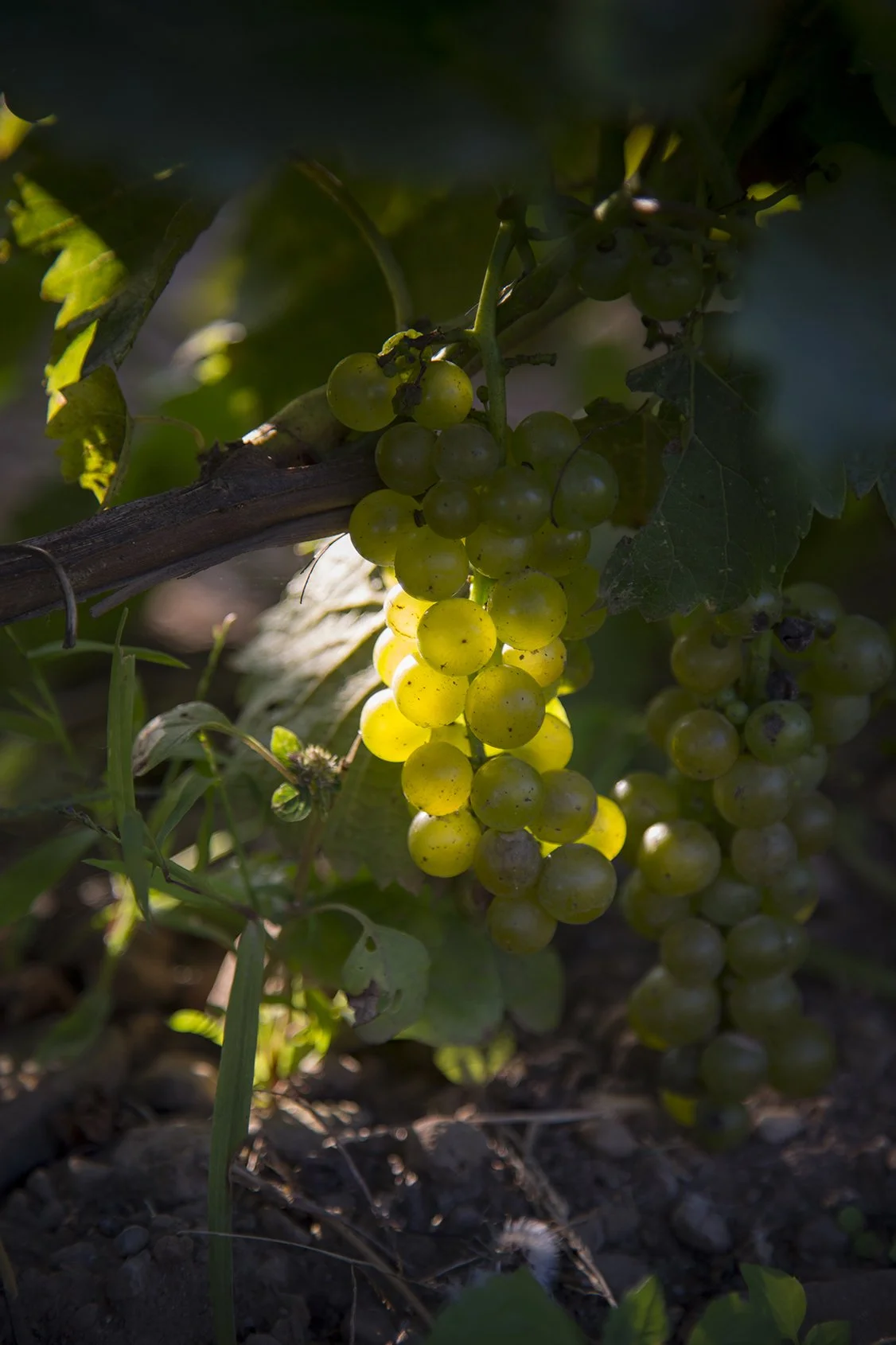 Close-up of grapes still on the vine, dew drops on the skin, backlit with sunlight
