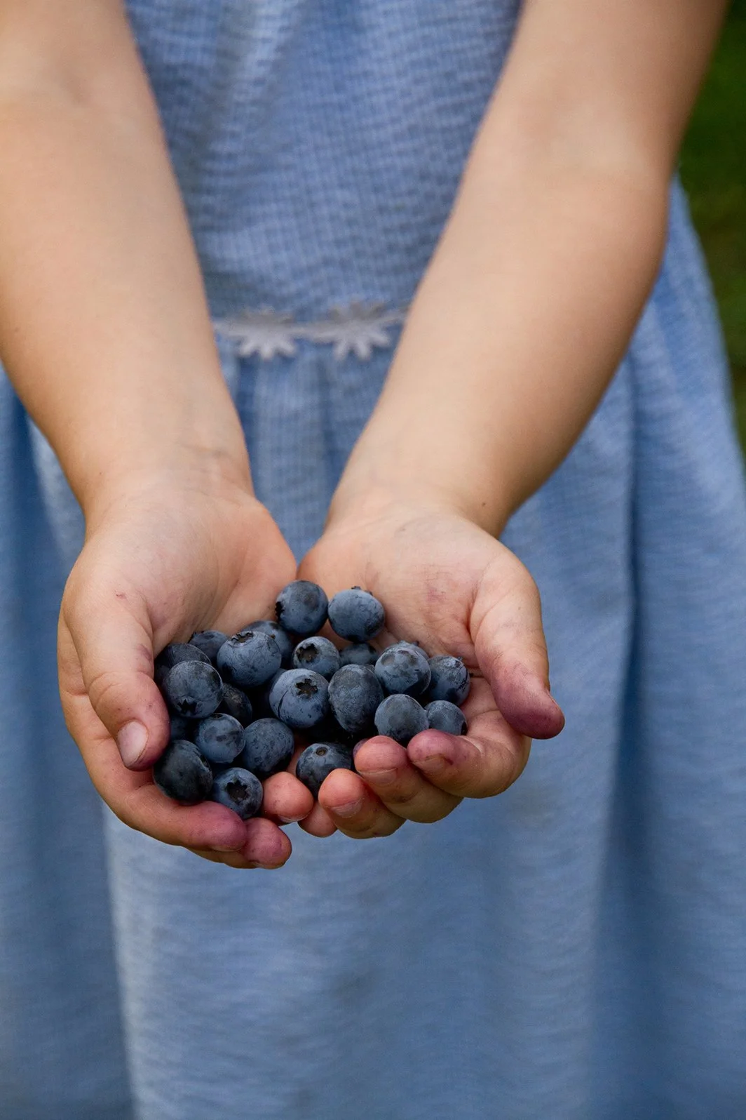 
Close-up of small berry-stained hands cupped full of freshly picked blueberries, blue dress in the background.