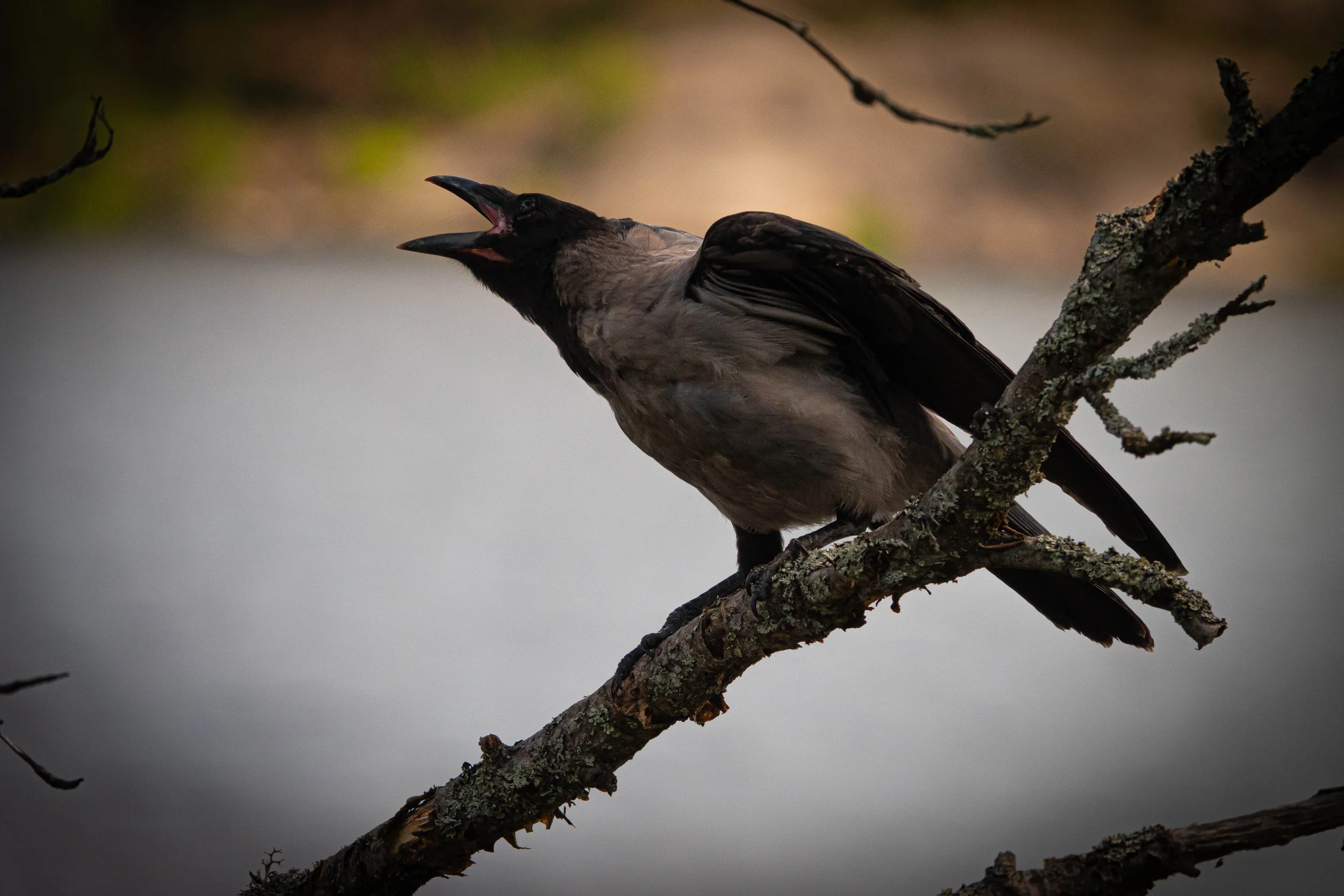 Tierspuren, Fährten und Zeichen durch Vögel und Säugetiere