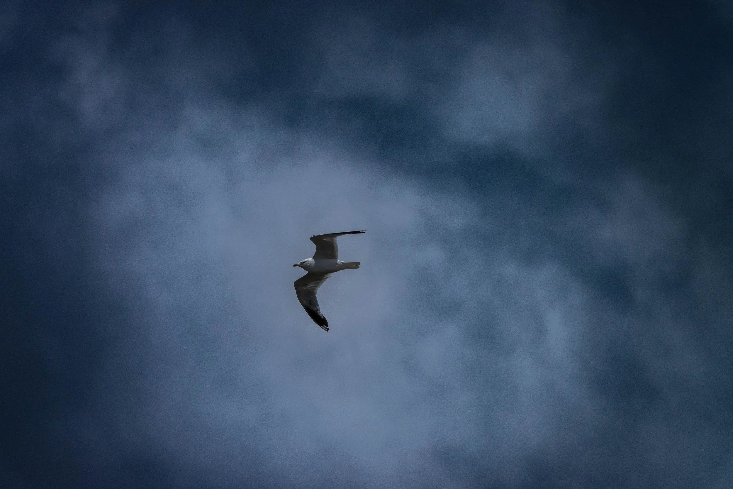 Tierfotografie, Vögel