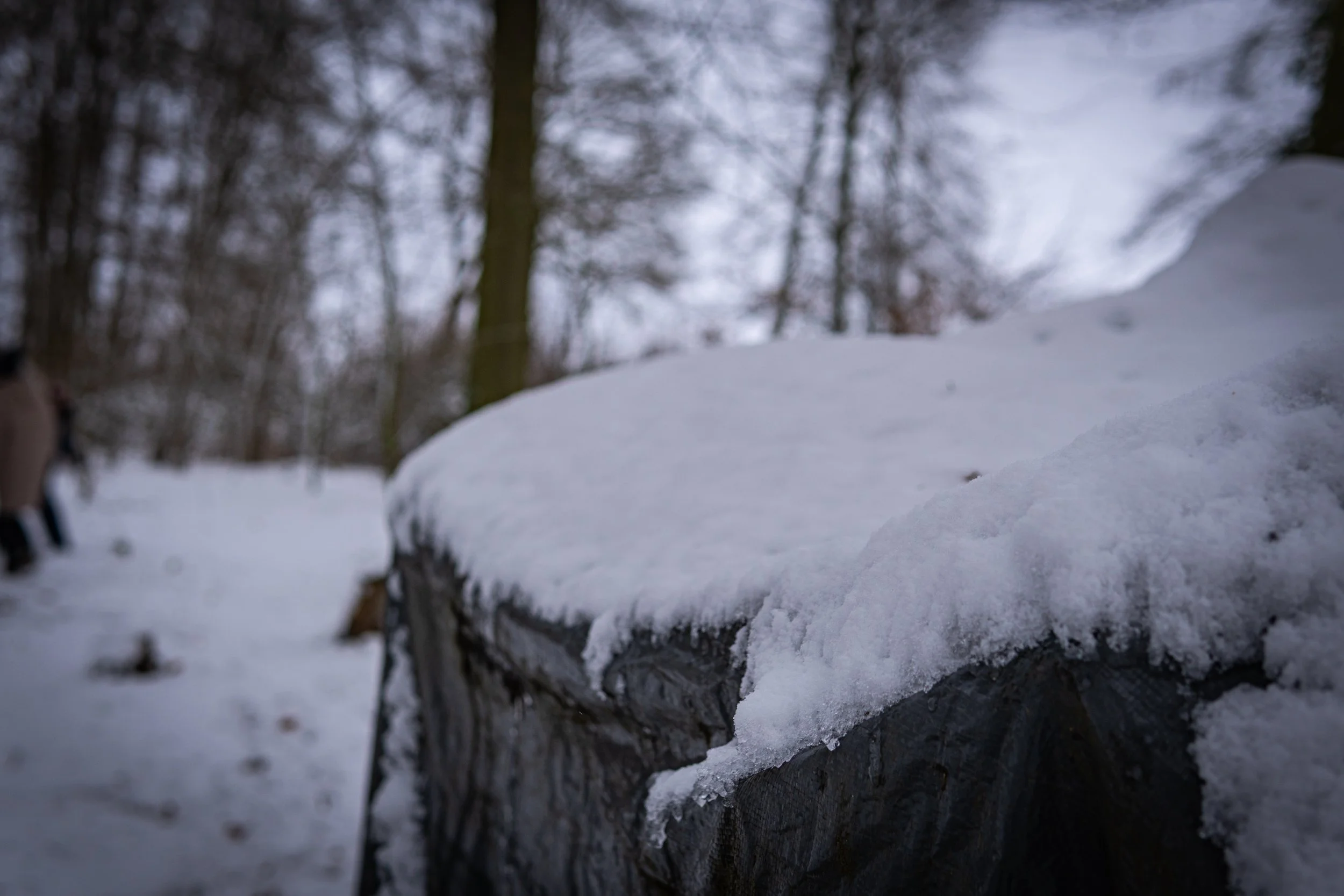 Waldmäuse-Januar-2026 (1 von 26).jpg
