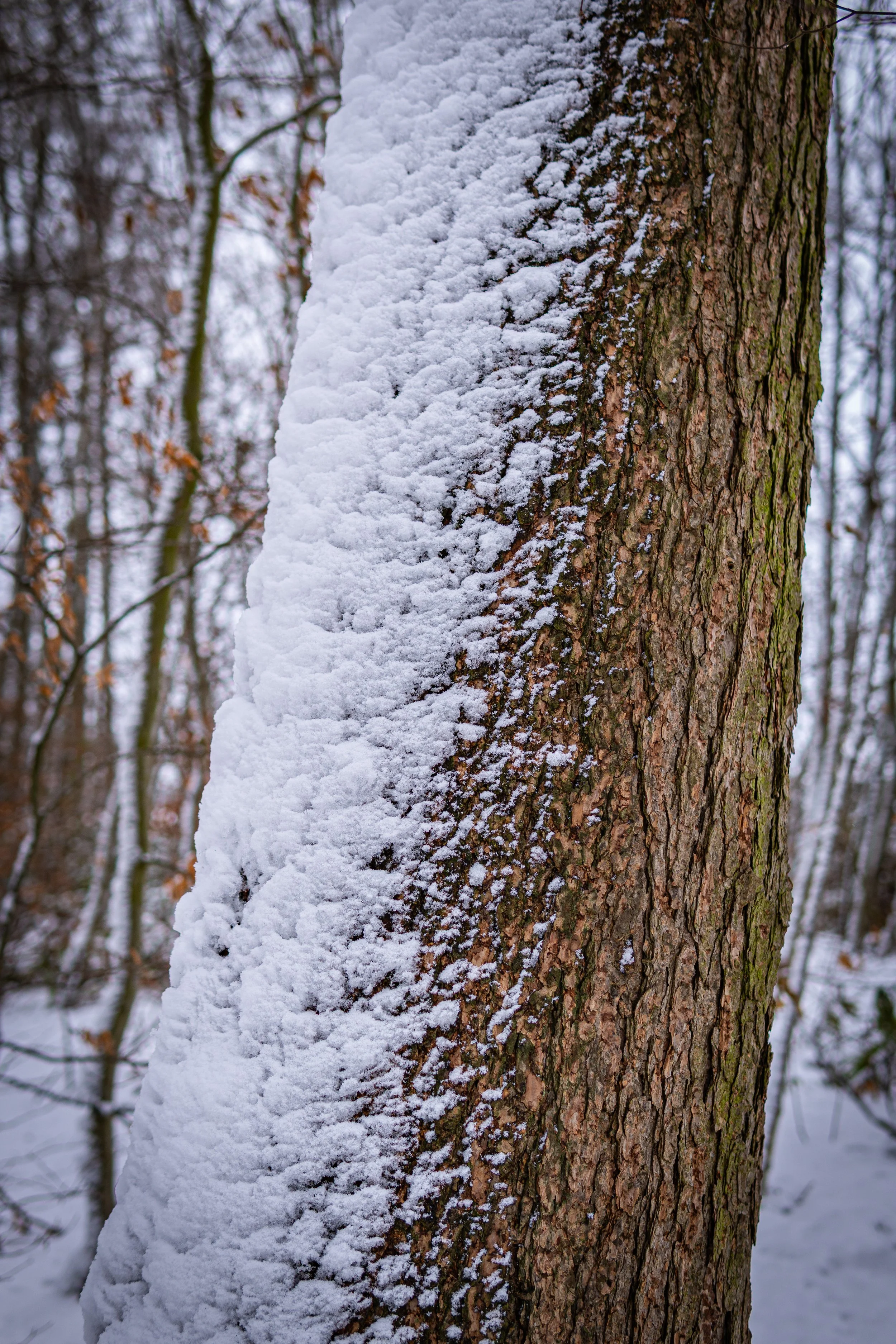 Waldmäuse-Januar-2026 (4 von 26).jpg
