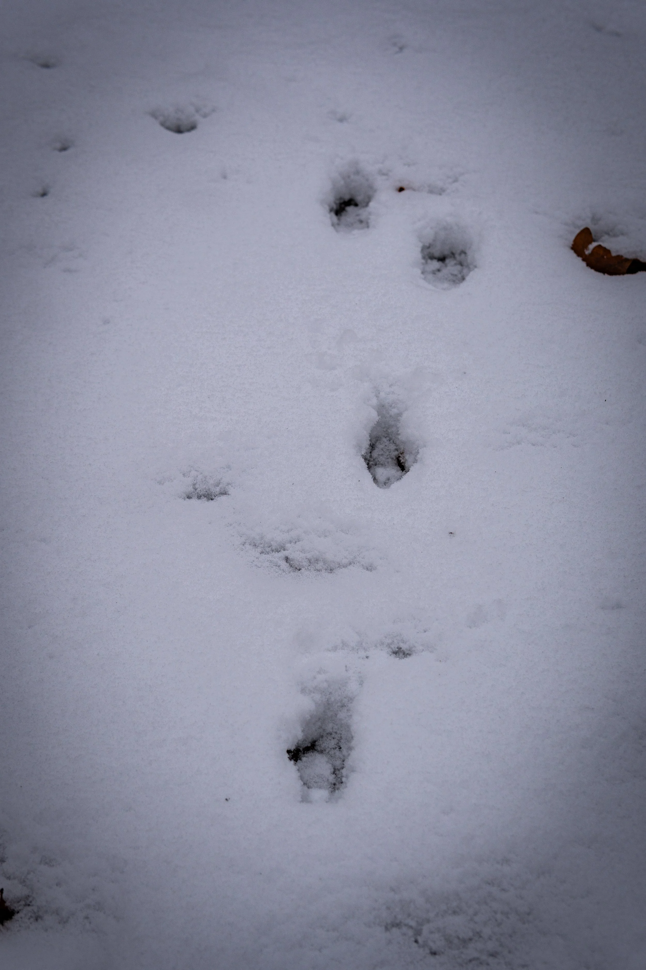 Waldmäuse-Januar-2026 (7 von 26).jpg