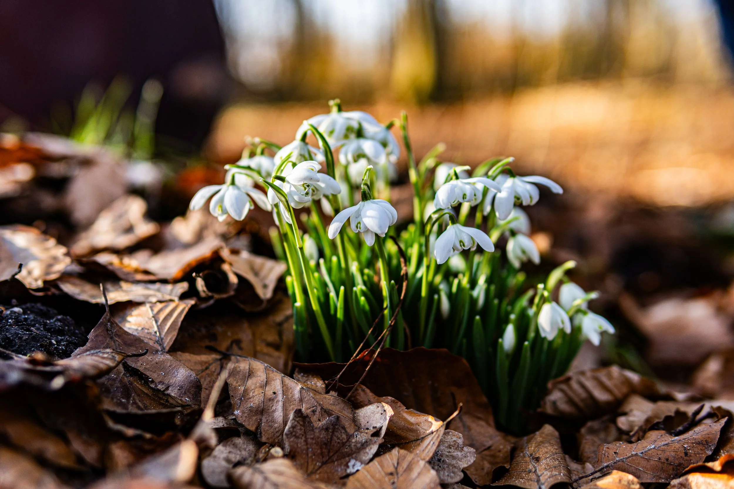 Dachsmeute-Februar-2026 (1 von 38).jpg