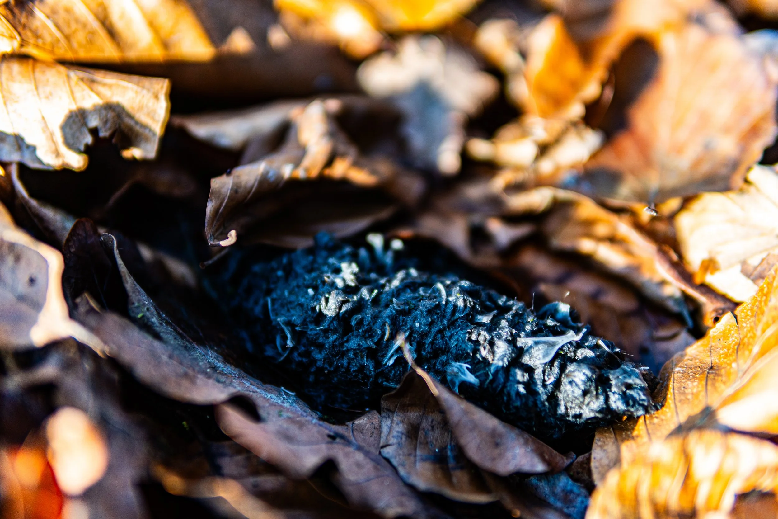 Dachsmeute-Februar-2026 (4 von 38).jpg