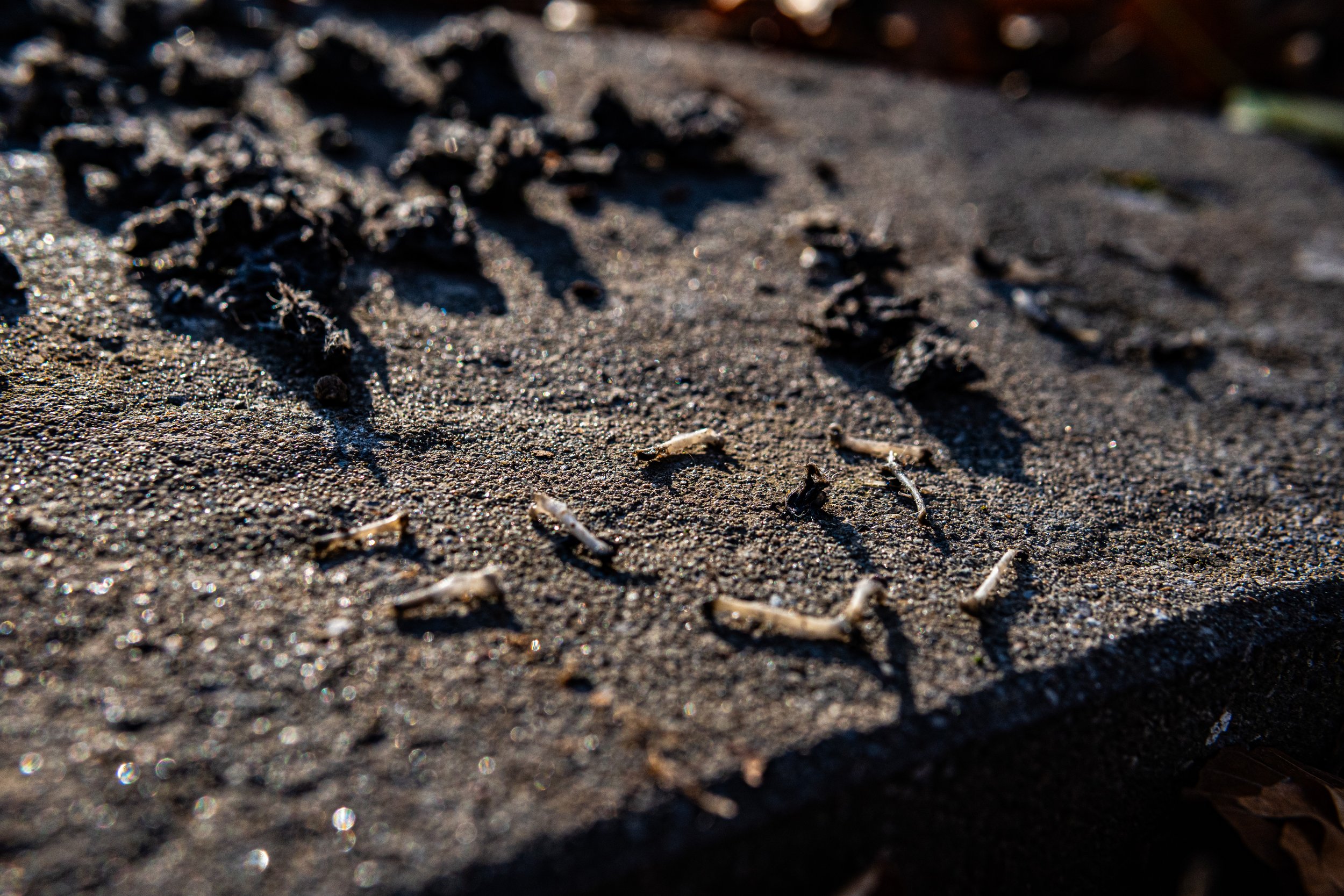 Dachsmeute-Februar-2026 (5 von 38).jpg