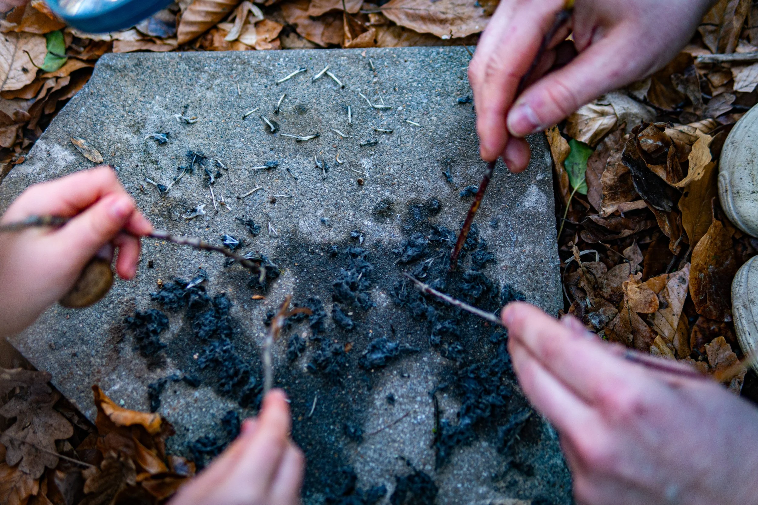 Dachsmeute-Februar-2026 (11 von 38).jpg