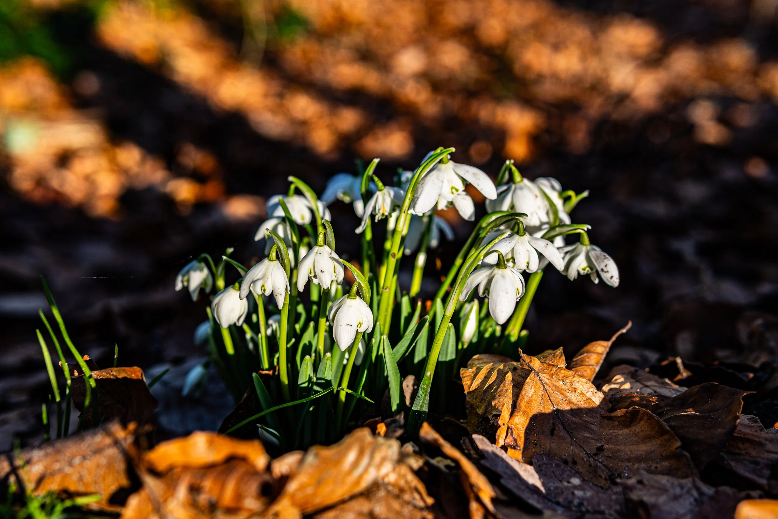 Dachsmeute-Februar-2026 (15 von 38).jpg