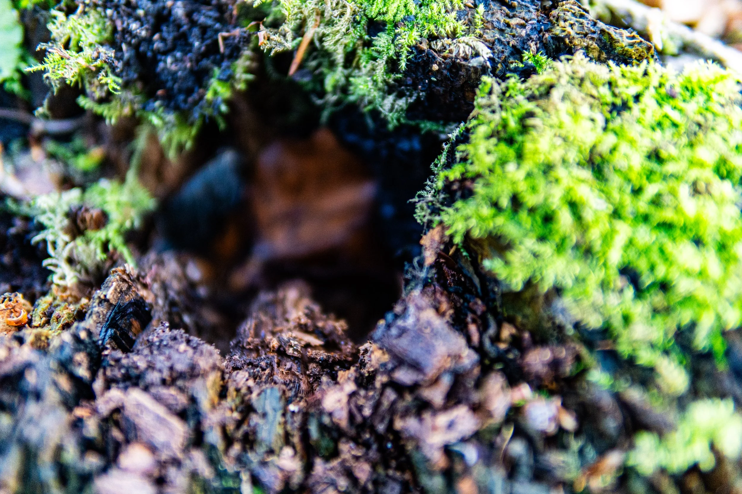 Dachsmeute-Februar-2026 (21 von 38).jpg