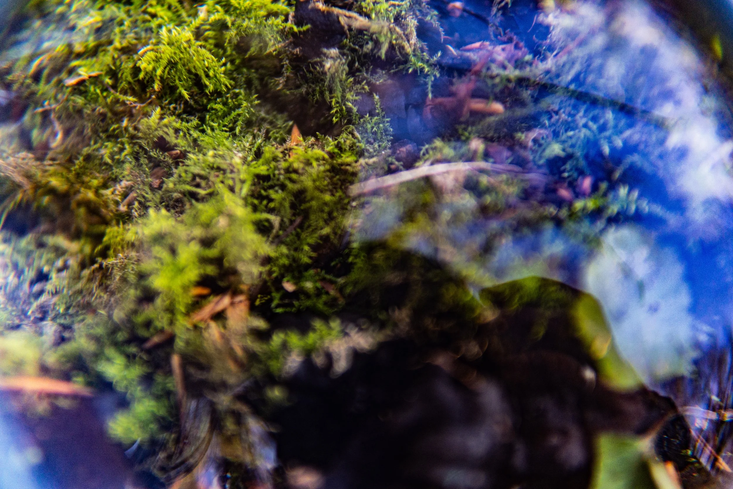 Dachsmeute-Februar-2026 (22 von 38).jpg