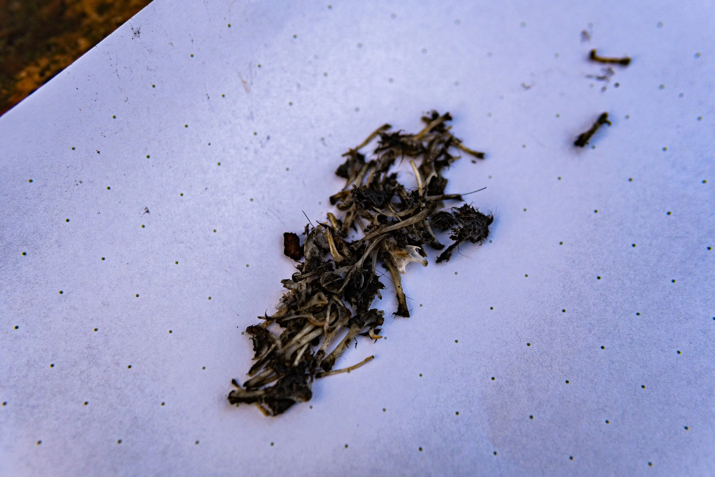 Dachsmeute-Februar-2026 (25 von 38).jpg