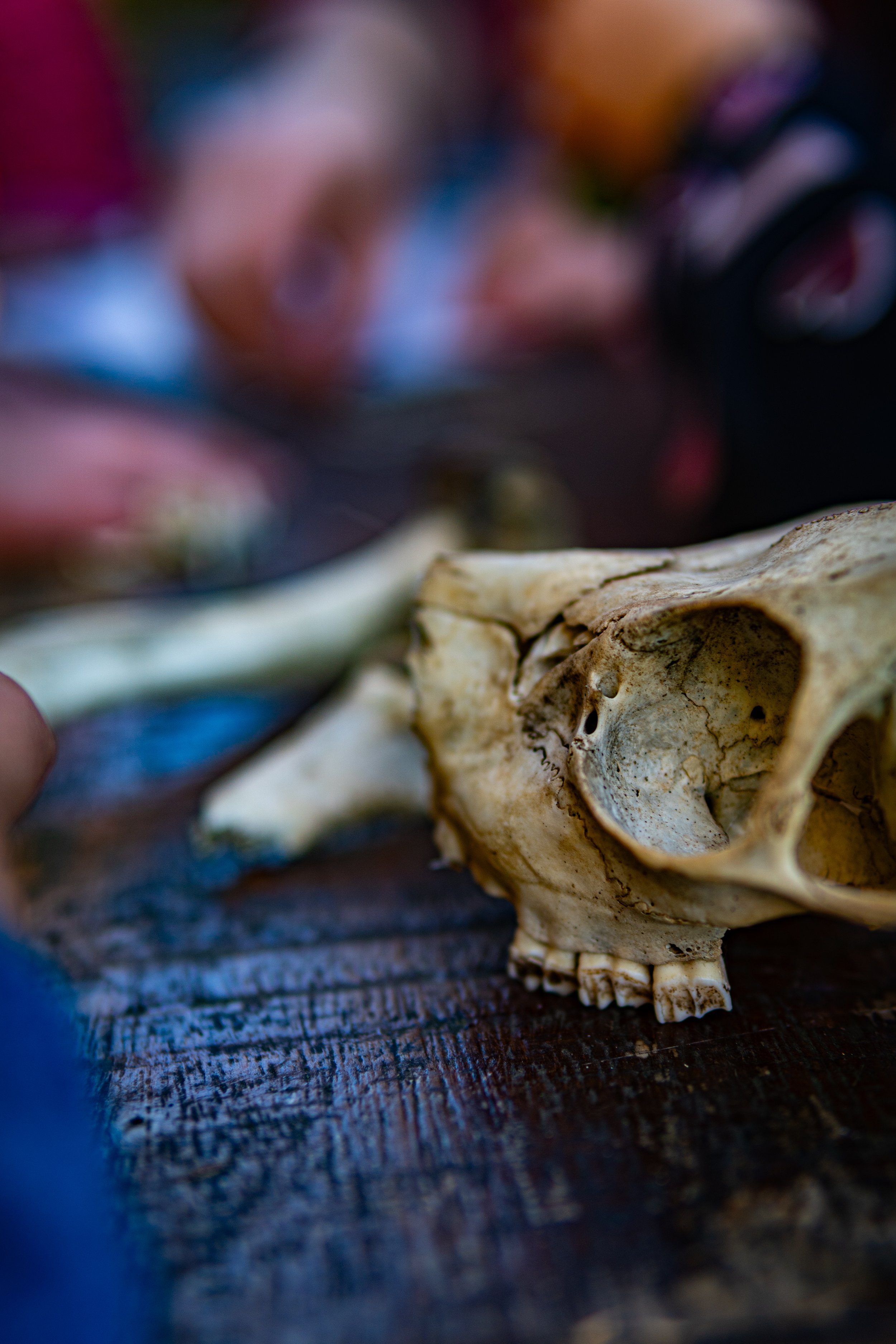 Dachsmeute-März (5 von 30).jpg