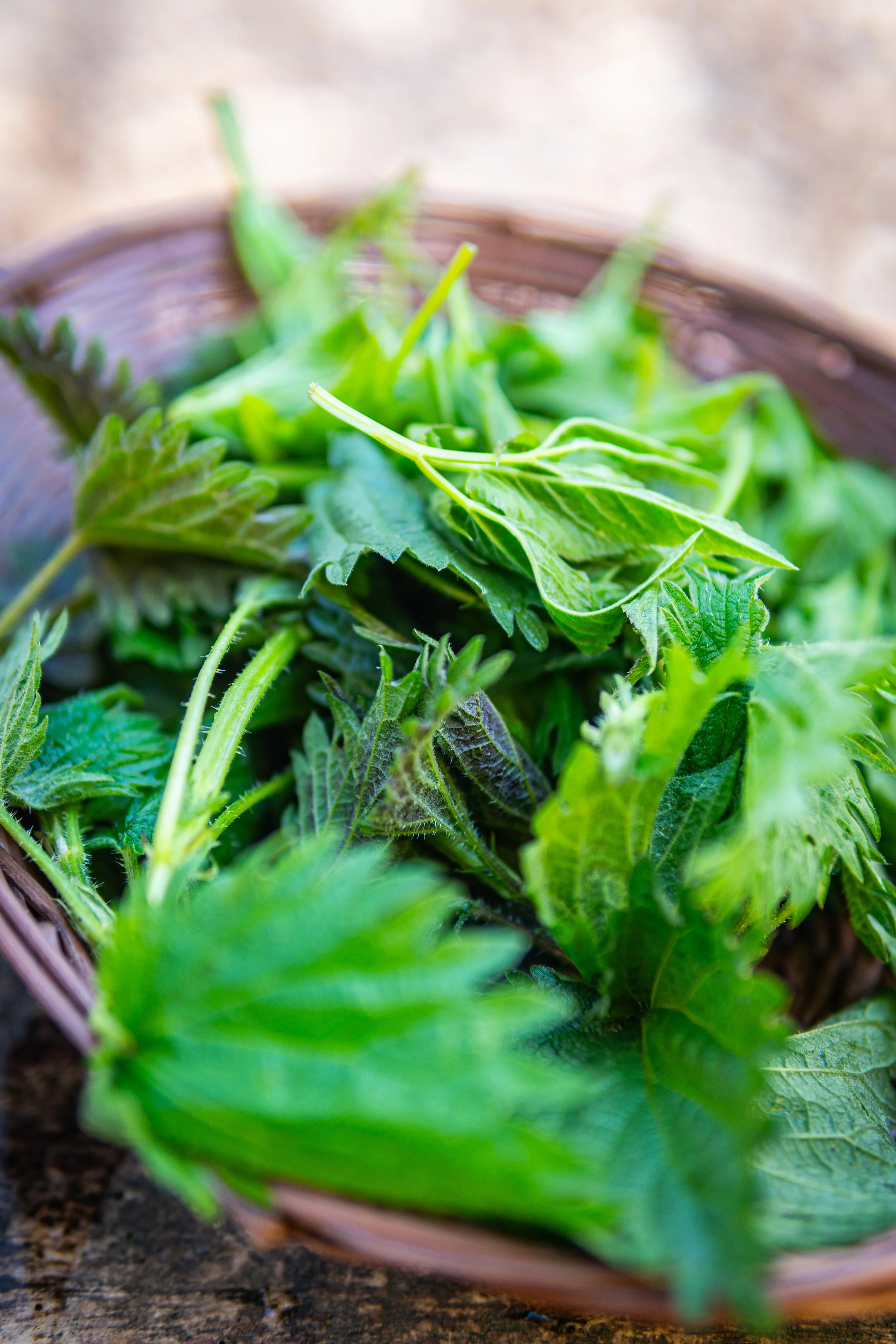 Dachsmeute - April  (2 von 14).jpg