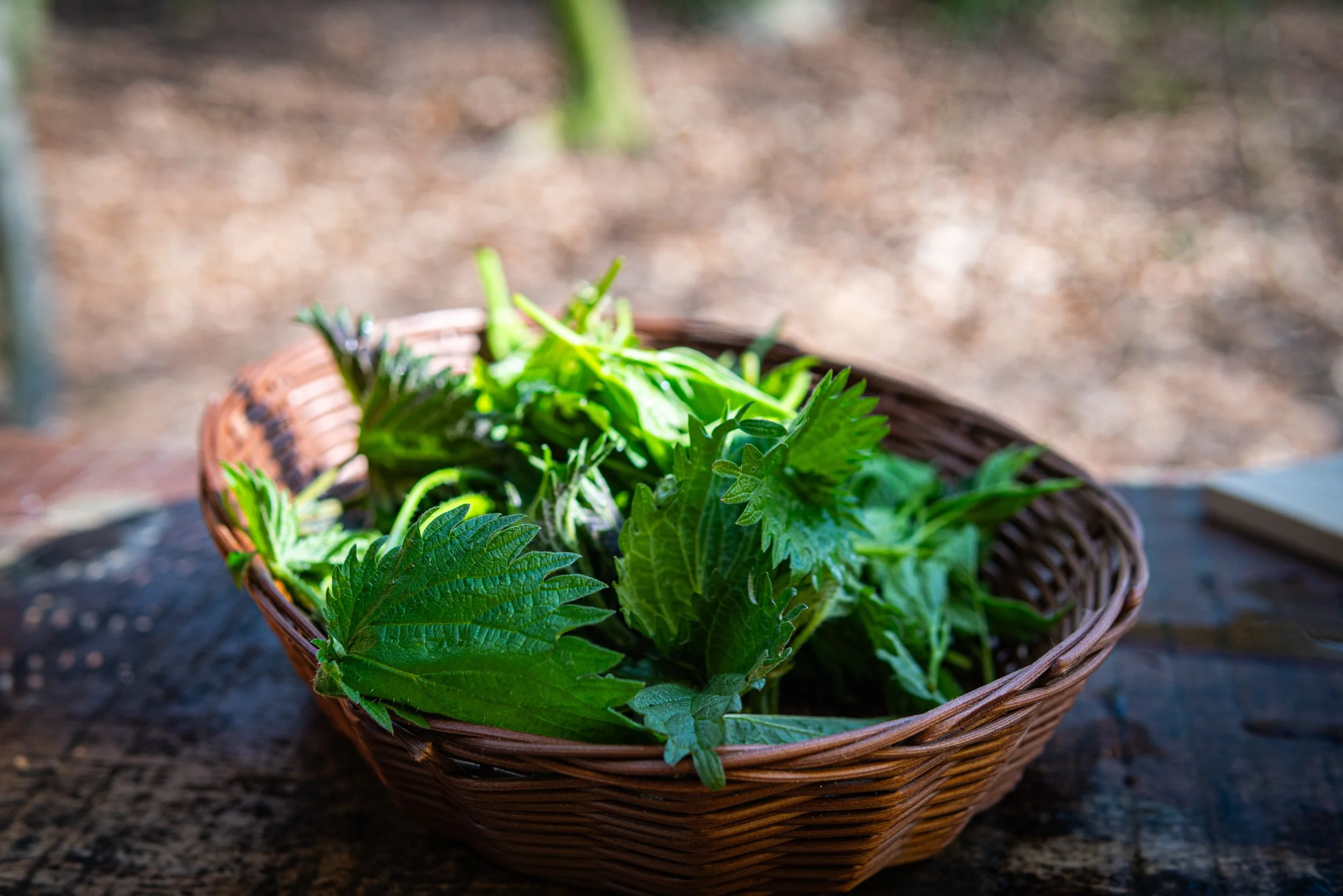 Dachsmeute - April  (8 von 14).jpg