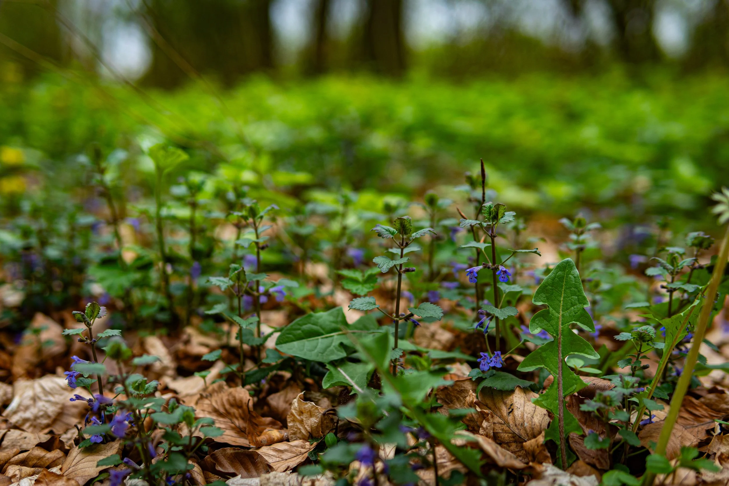 VHS Kräuterkurs Teil 1 - April (5 von 22).jpg