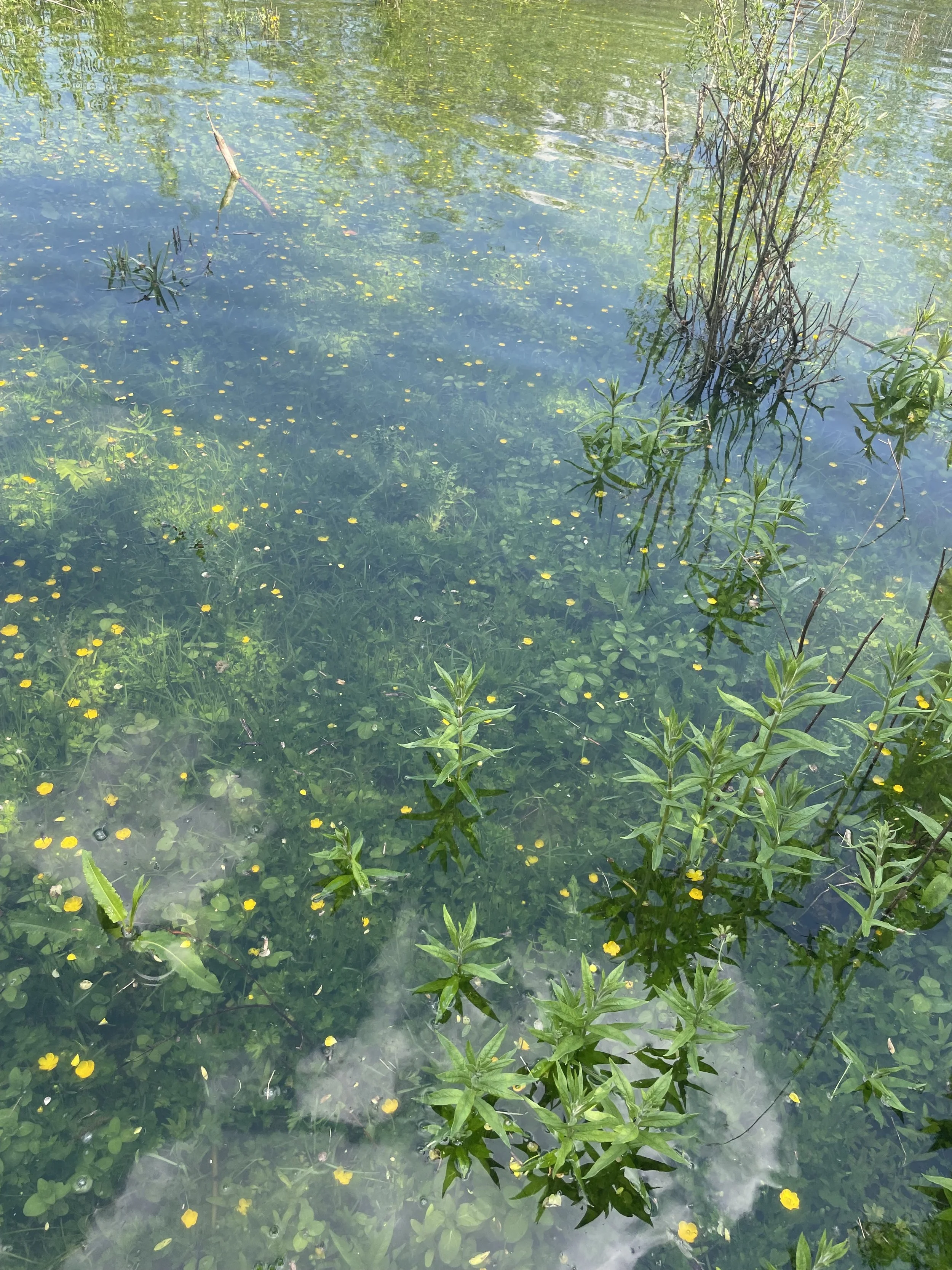 Tierspuren, Fährten und Zeichen durch Vögel und Säugetiere