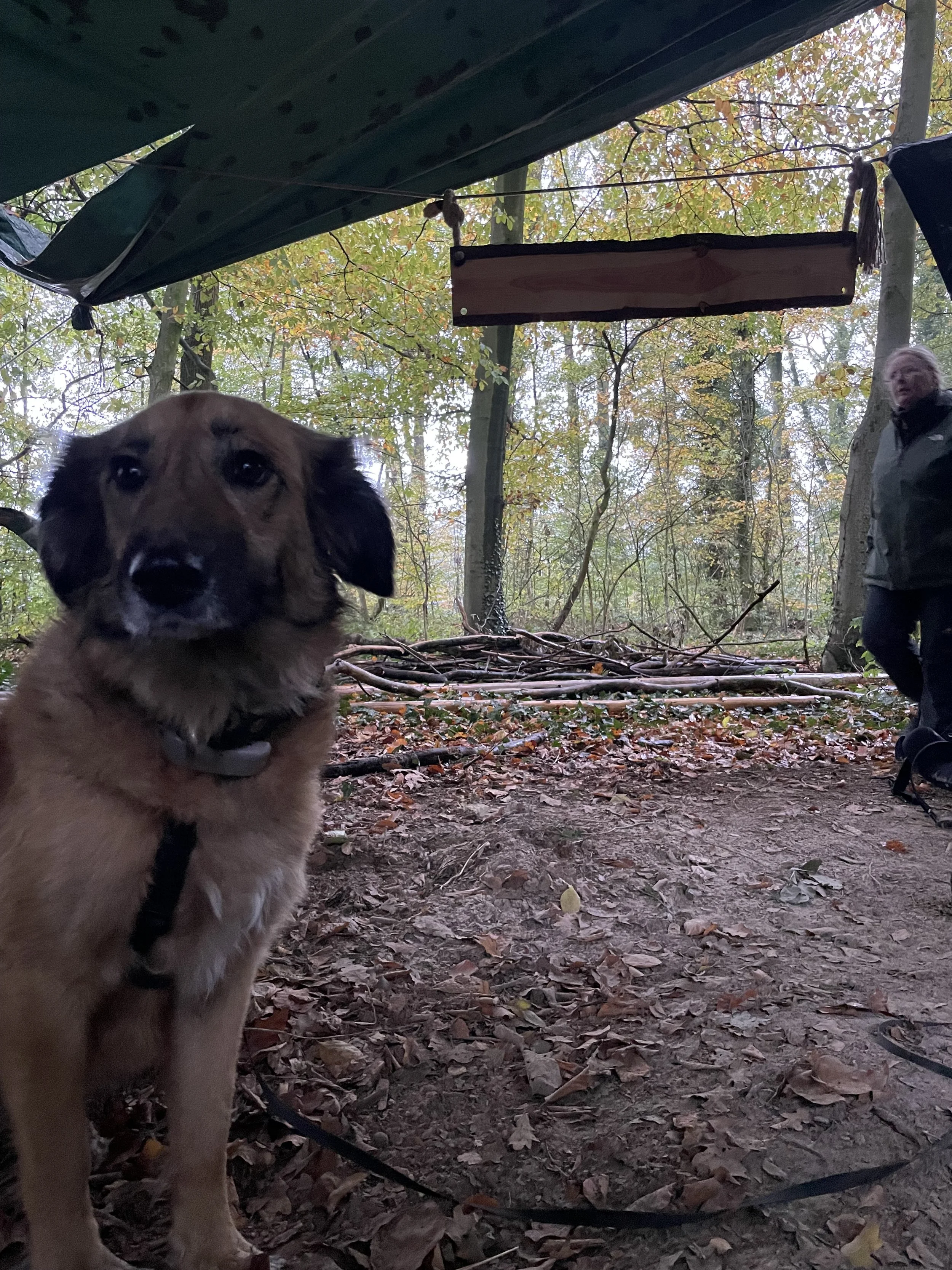 Hunde sind gerne gesehene Gäste 