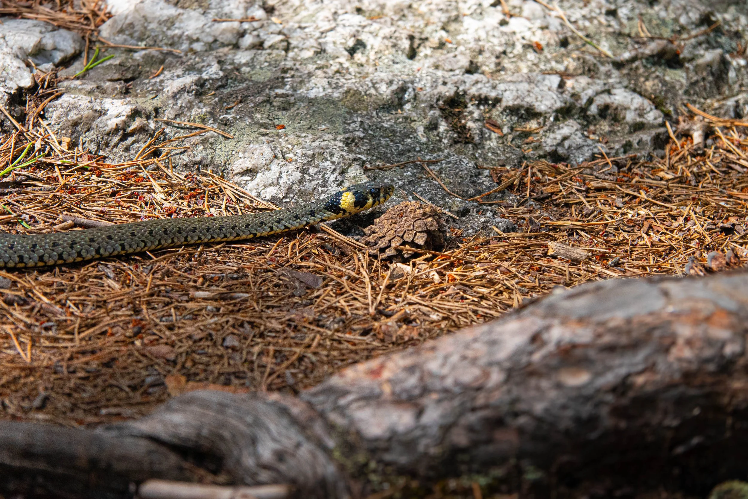 Tierspuren, Fährten und Zeichen durch Vögel und Säugetiere
