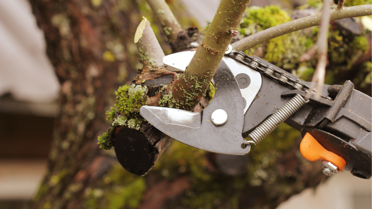 Why Winter Is the Best Time for Tree Removal and Pruning in Pennsylvania &amp; Ohio