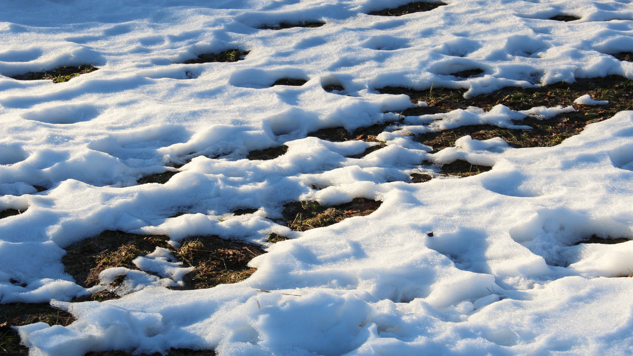 Hidden Winter Damage: What Snow, Ice &amp; Foot Traffic Are Doing to Your Lawn Right Now