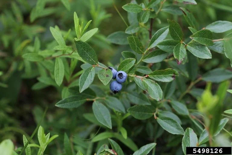 lowbush blueberry_Rob Routledge_Sault College_BugwoodOrg.jpg