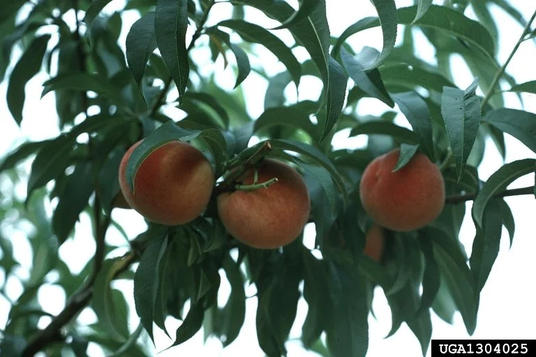 glowingstar peach_Carroll E. Younce_USDA Agricultural Research Service_Bugwood.jpg