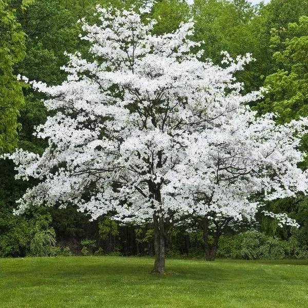 Dogwood - White Flowering (Cornus florida)