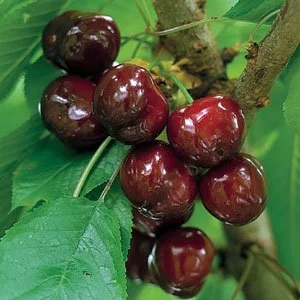 Cherry - Lapins (Prunus avium)