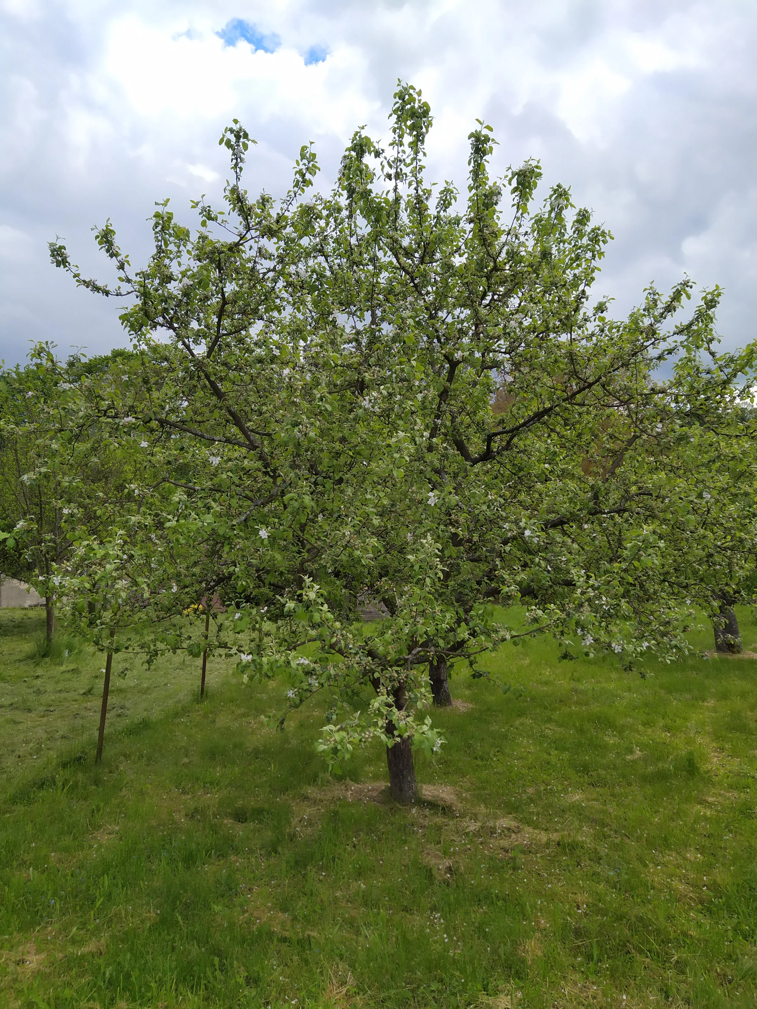 Apple - Liberty (Malus domestica)