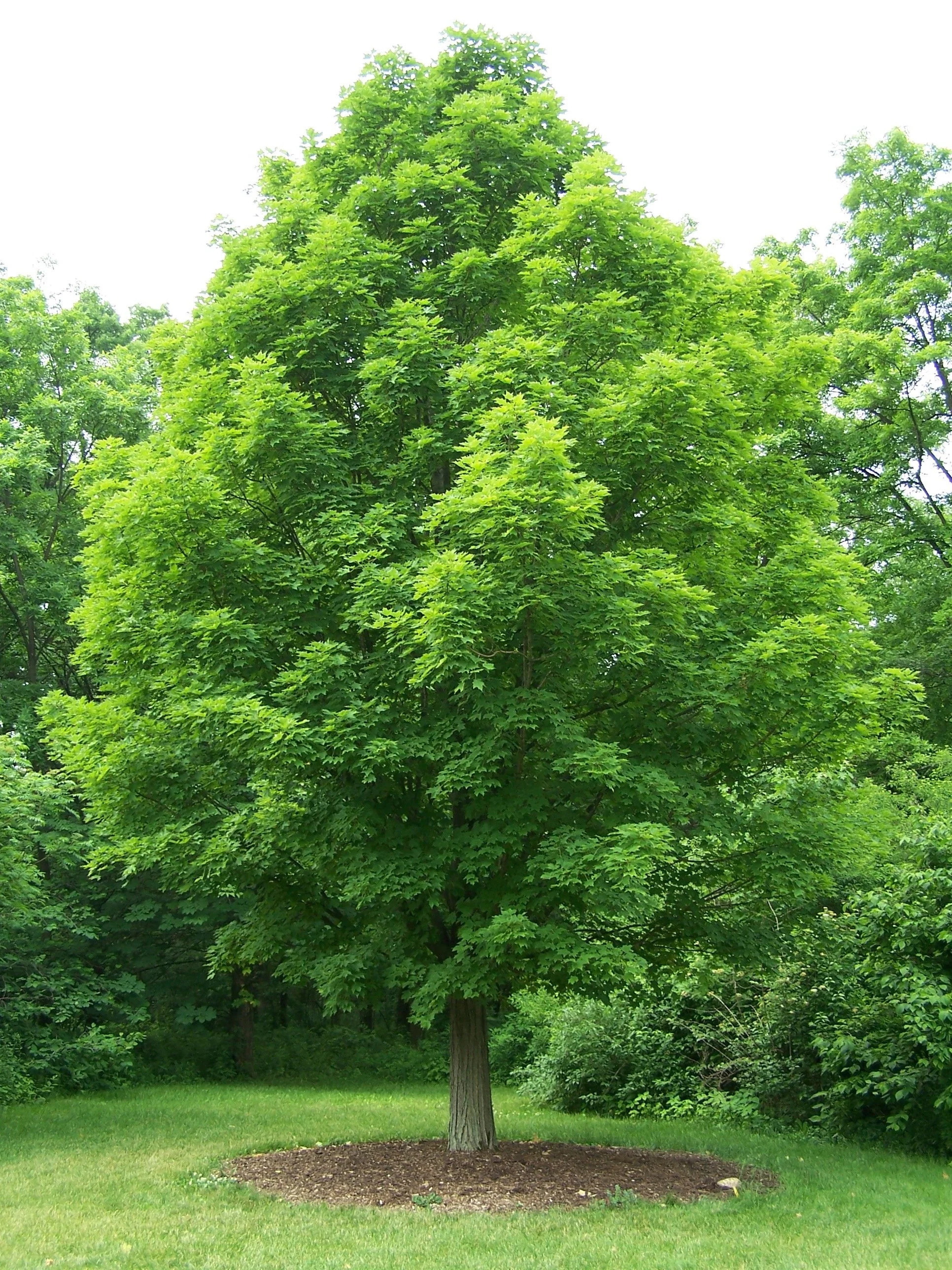 Picture of sugar maple