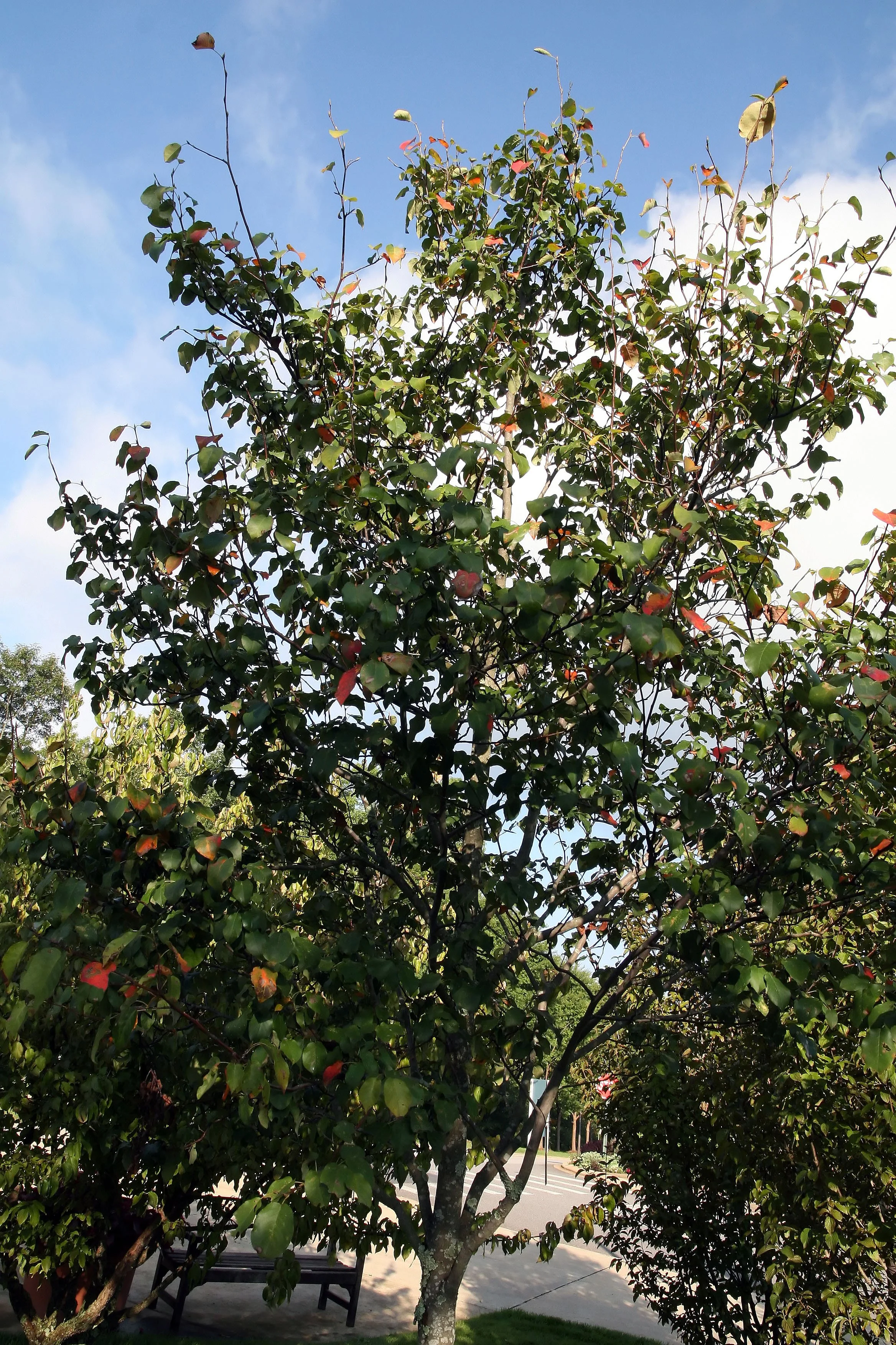 Downy serviceberry (Amelanchier arborea)