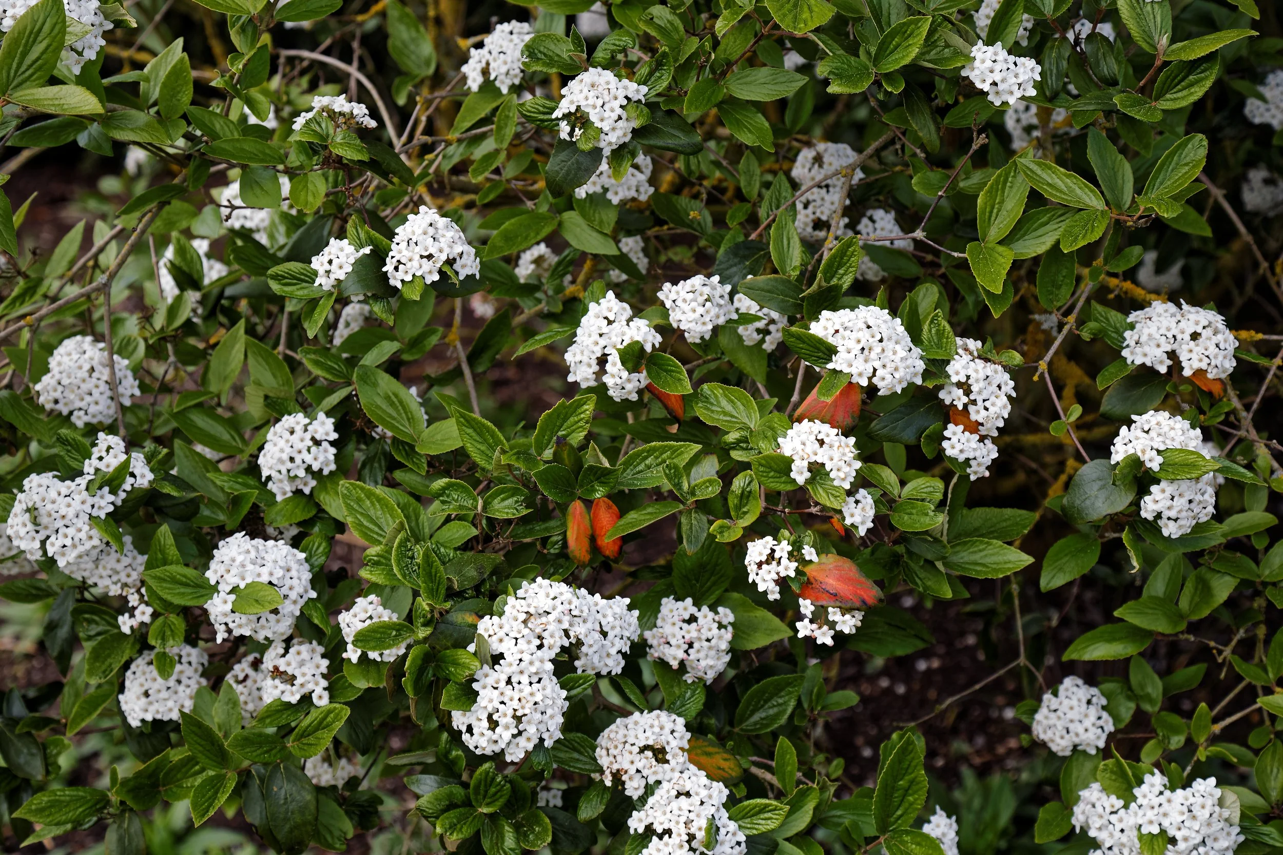 Arrowwood (Viburnum dentatum)