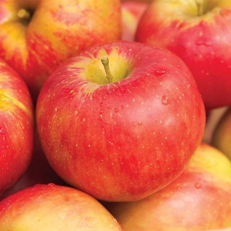 Apple - Nova Spy (Malus 'Nova Spy')