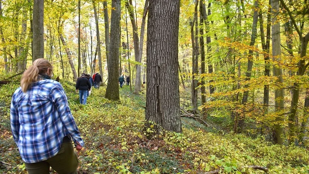Volunteer - Forest Stewardship Workday