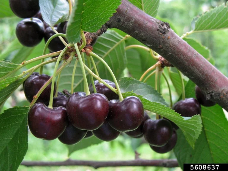 sweet cherry_Gerald Holmes_Strawberry Center_Cal Poly San Luis Obispo_Bugwood.org.jpg (Copy)