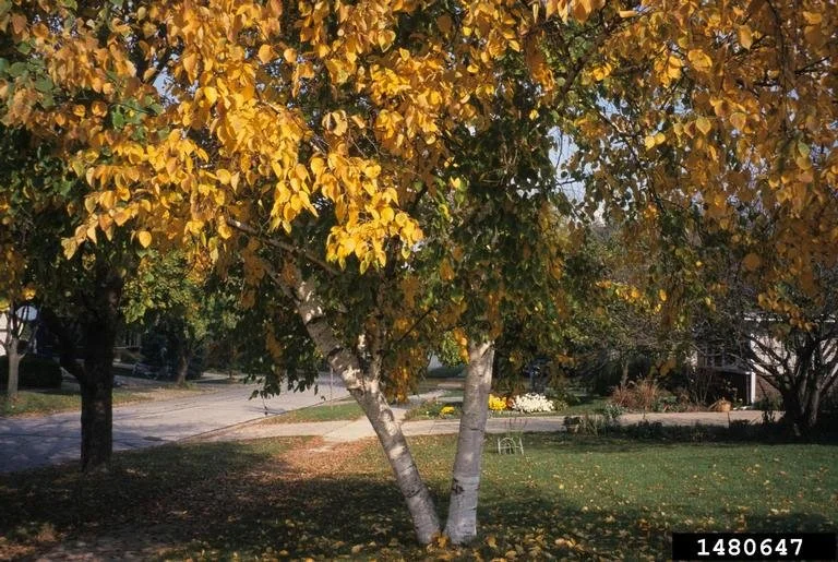Birch - Paper (Betula papyrifera)