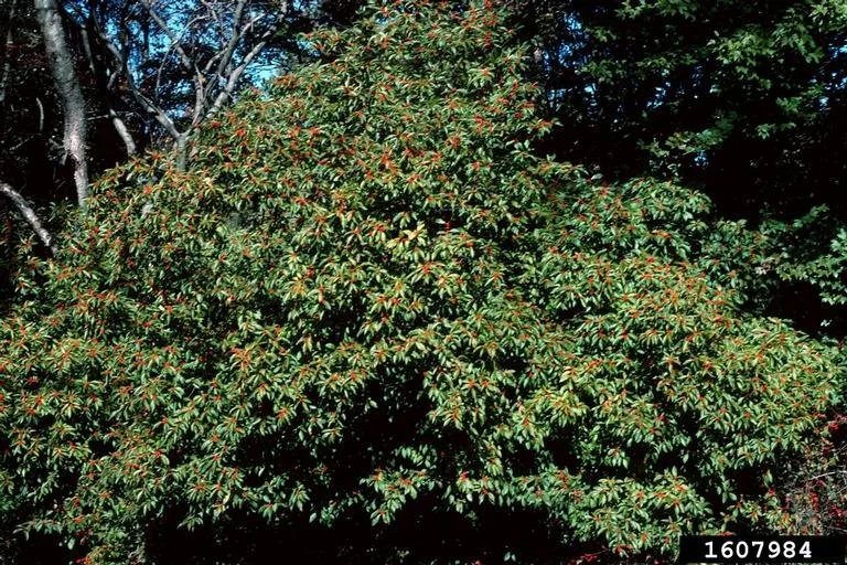 Winterberry (Ilex verticillata)