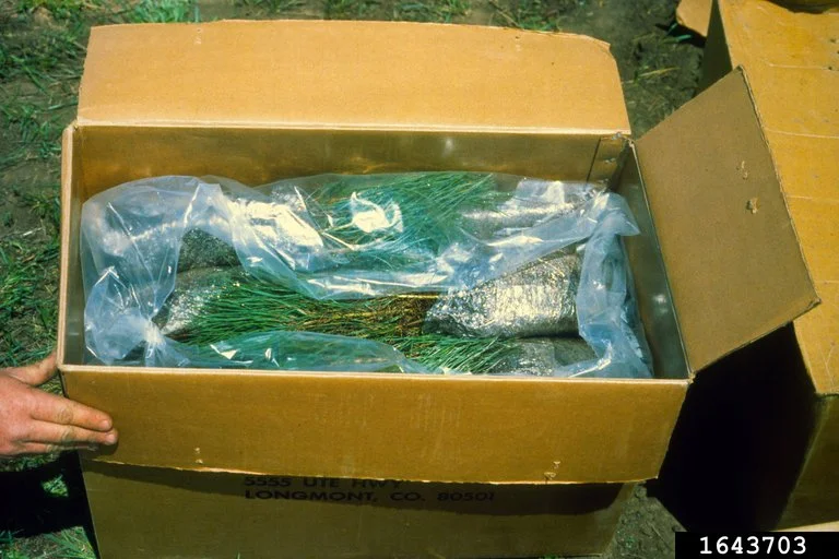 Wildlife Variety Pack (10 seedlings)