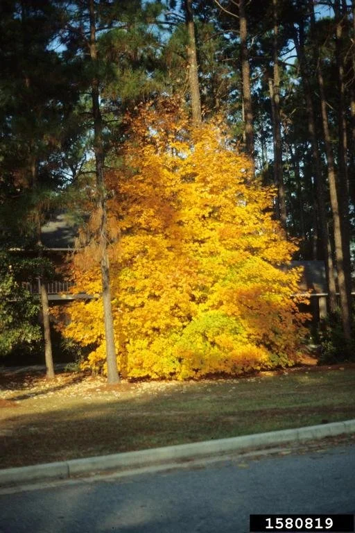 Maple - Sugar (Acer saccharum)